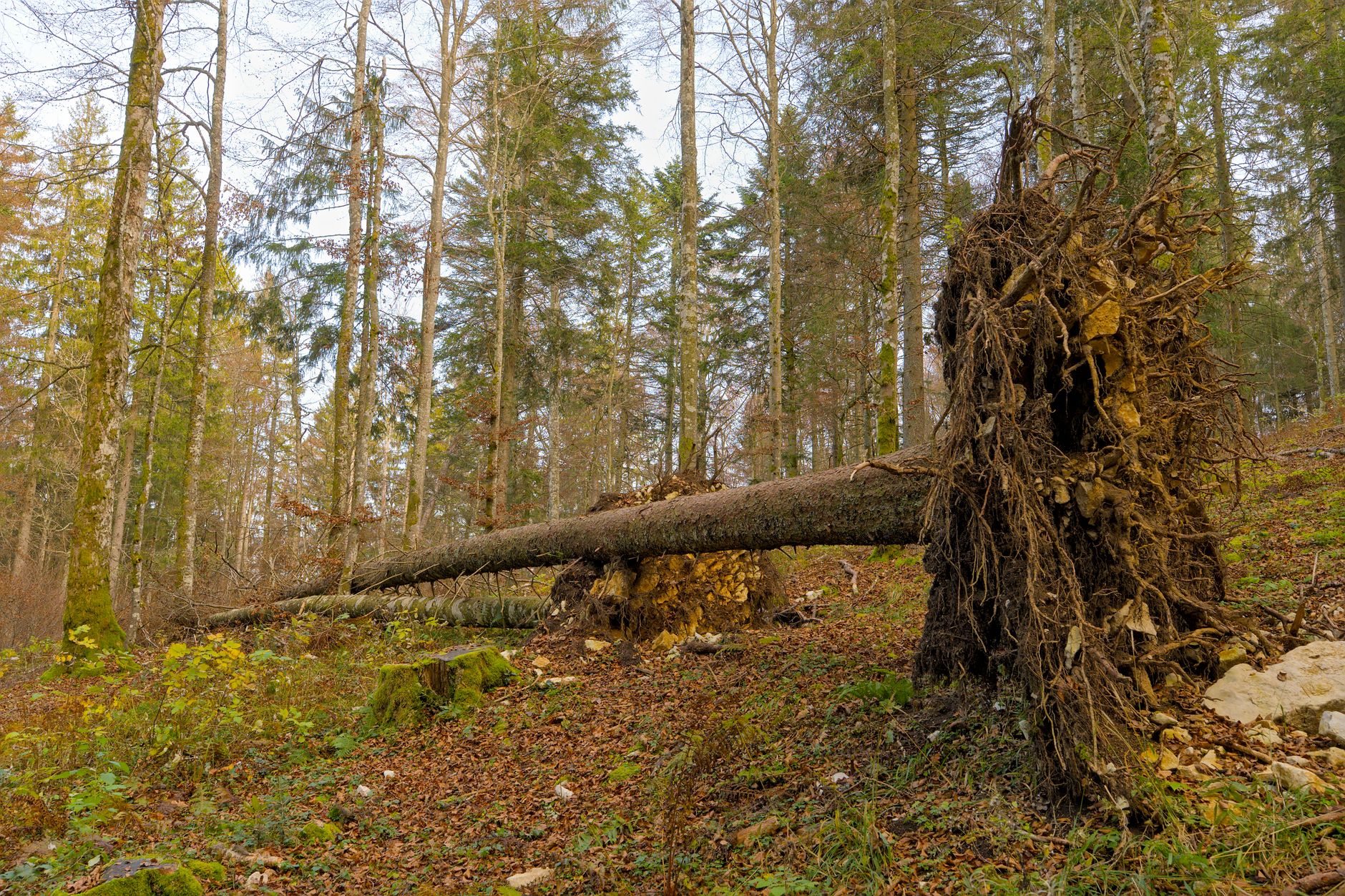 Enlèvement arbre urgence équipe à Nancy